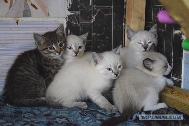 05.03.19 Котовторник же