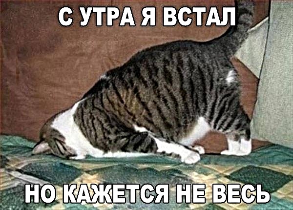 Картинки с котами и про котов