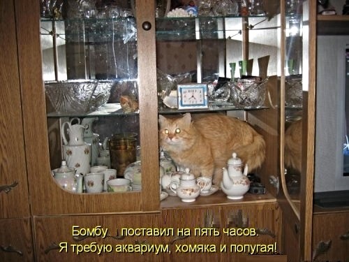 Картинки с котами и про котов