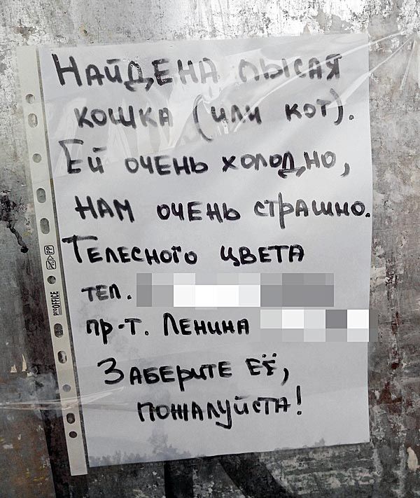 Заберите лысую котейку