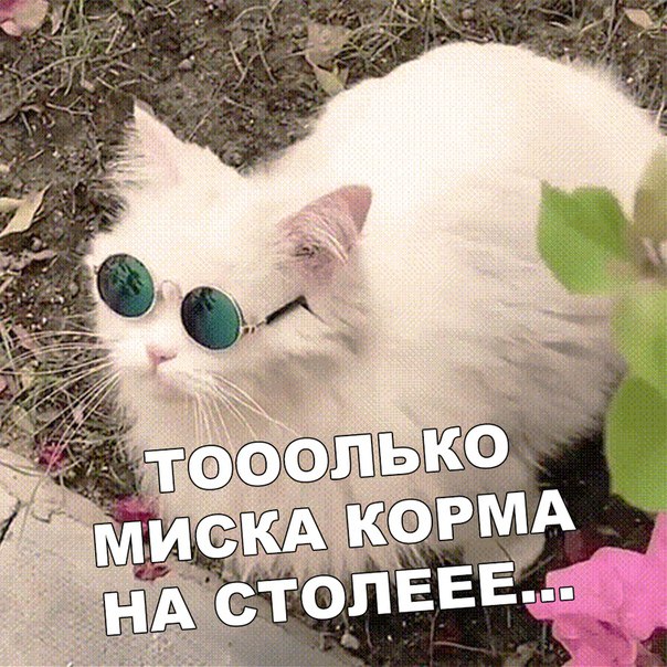 Картинки с надписями, истории и анекдоты 05.11.19