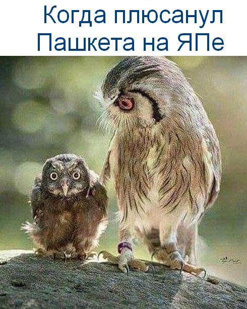 Привет друзья! Много новеньких, будем знакомы-я Пашкетт