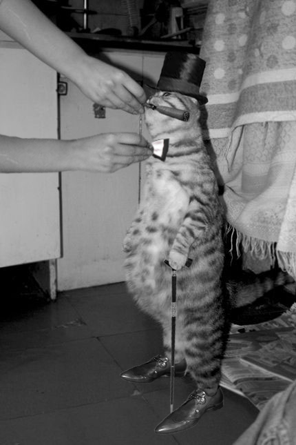 Кормим кота с рук
