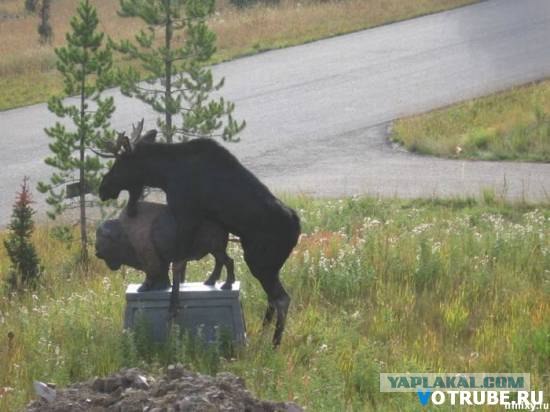 Черепашка и мячик