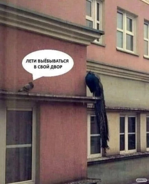 Баянисто-небаянистый юмор 13.08.22