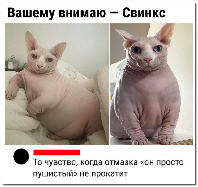 Картинки и мемы для настроения - 119