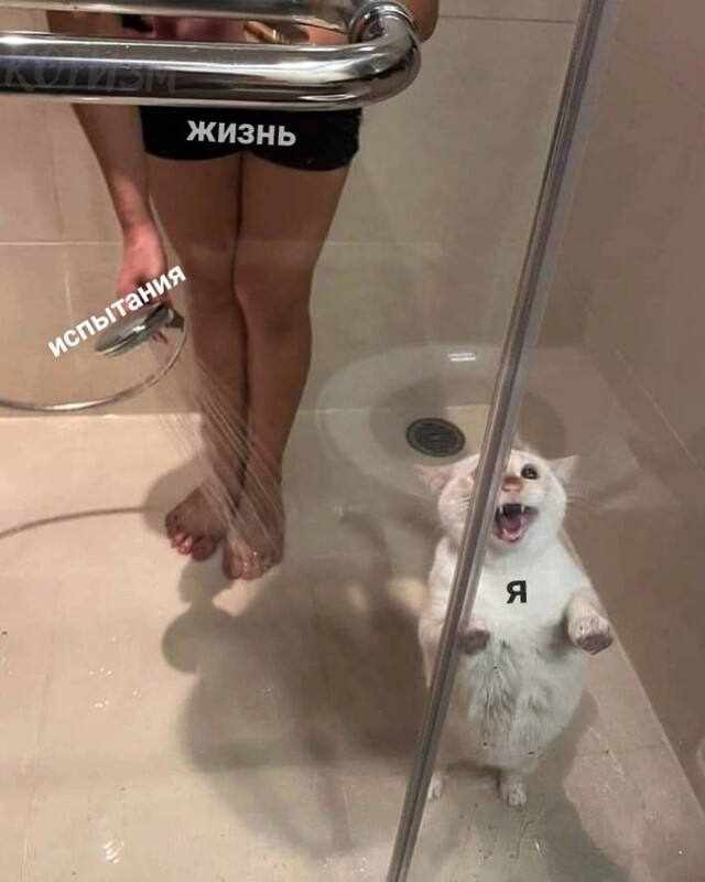 Котомемы 29.09.23