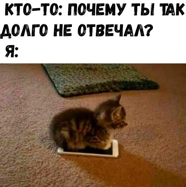 Жизнь домашнего приюта "Котоленд" 412