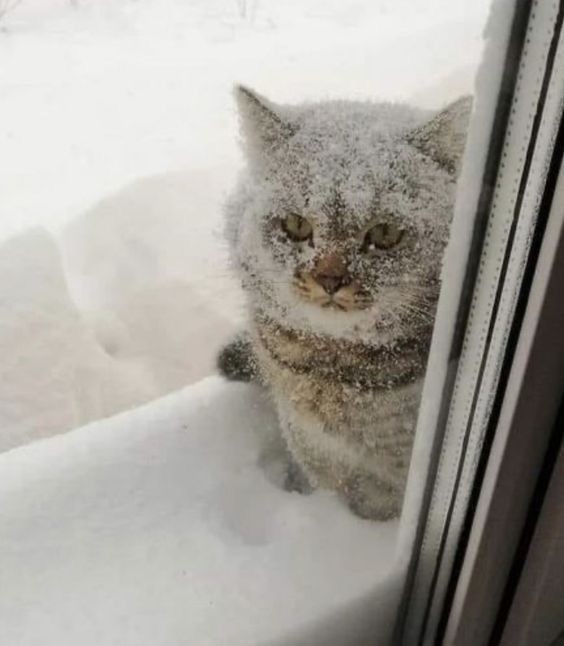 Котики из снега и котики на снегу