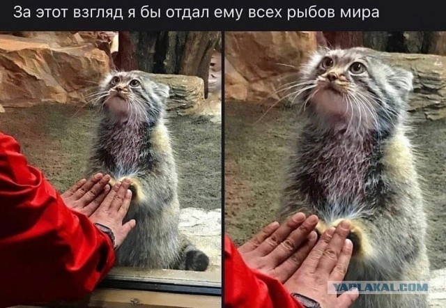 Так себе картинки 15.01.25
