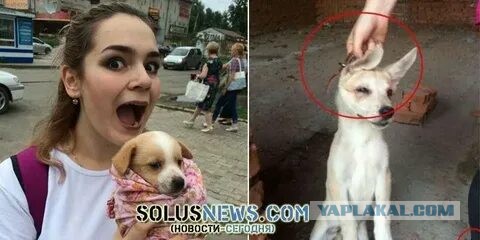 Мужчина выбросил своего питомца на мусорку