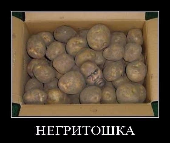 Сеня, дичь!