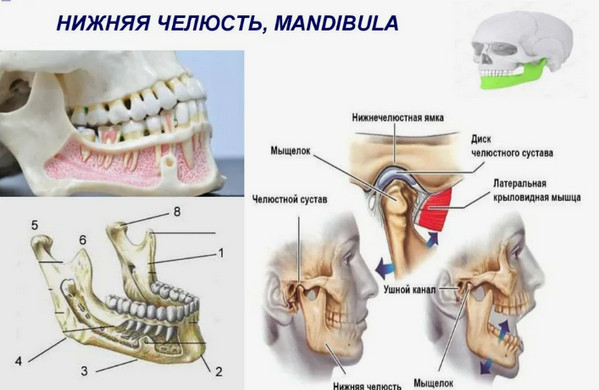 В Свердловской области школьница сломала себе мандибулу, пытаясь повторить богохульный тренд из ТикТока