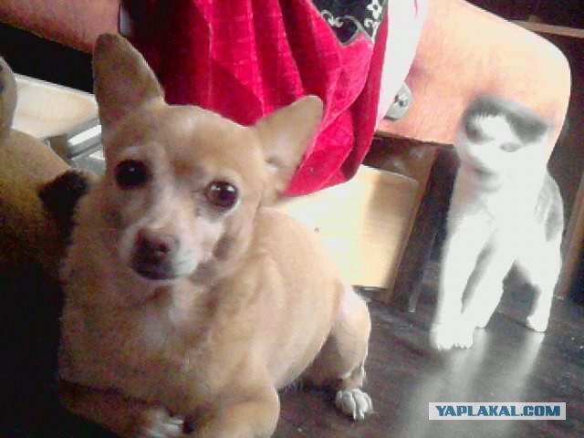 Подборка забавных и курьезных фотографий