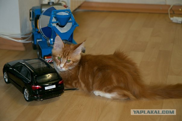 Котовторник  08.04.2014
