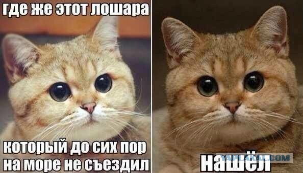 Популярные мемы на ЯПе