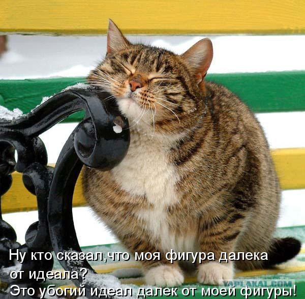 Самые крупные коты
