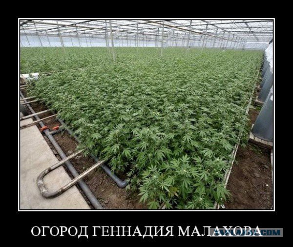 Алко-Нарко-Психо-Фармо и т.п. поборка