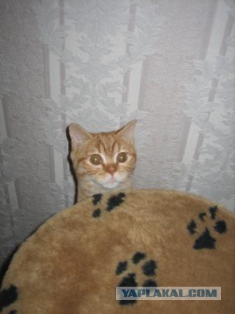 Котовторник 16.06.2015., Котовторник наступил!