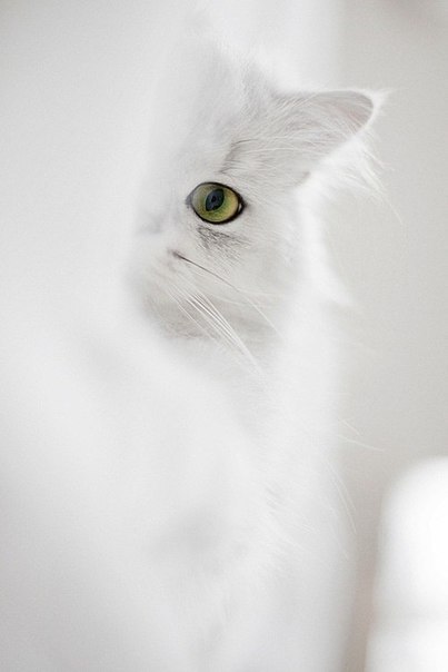 Котовторник  21.07.2015