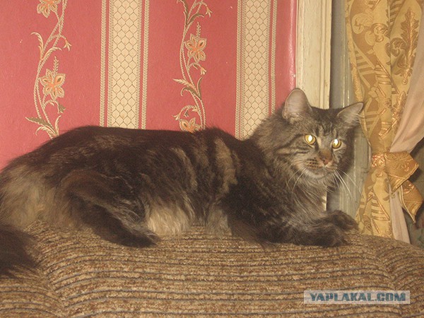 Котовторник