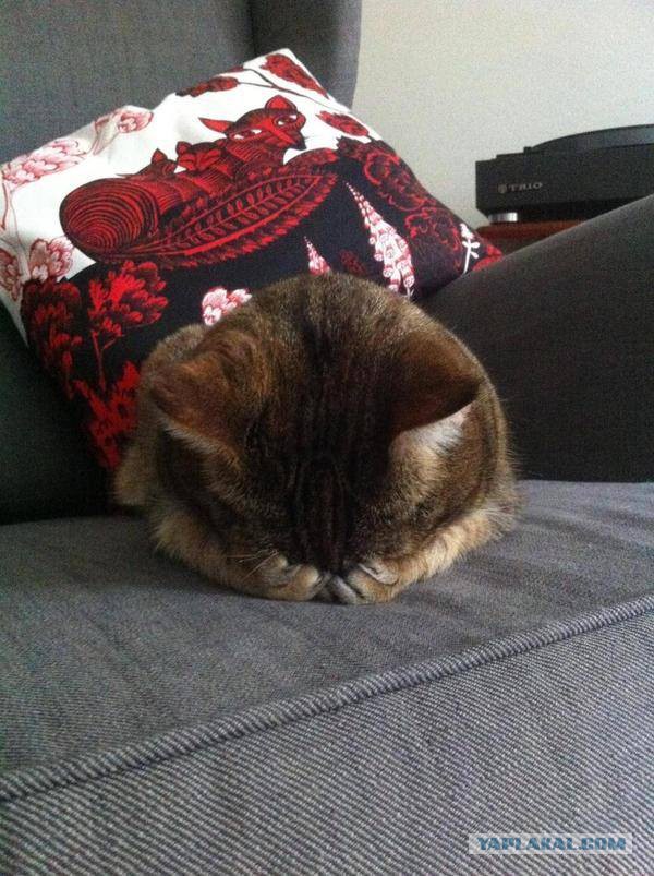 Котовторник 17.11.2015