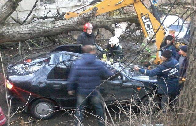 На машину упало дерево