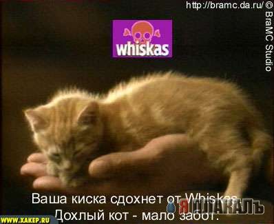 ЗВЕРЬЁ. Живность в рекламе, товары для питомцев