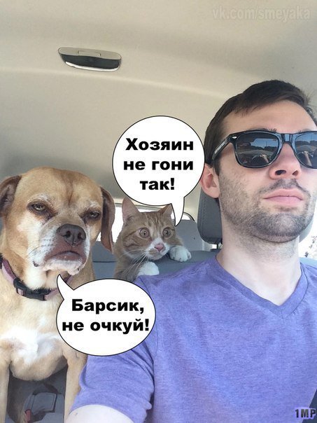 Мой кот, мои правила!