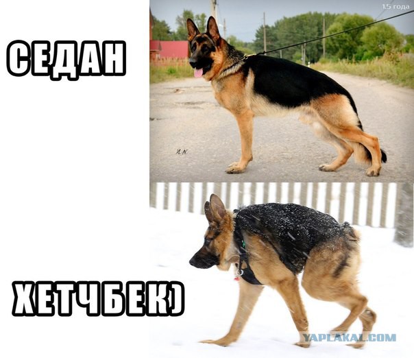 Абсурдный юмор ч.20