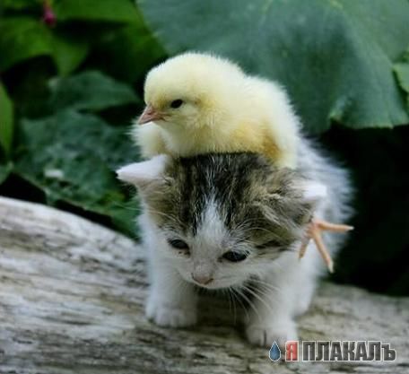 Вторничный котомёт