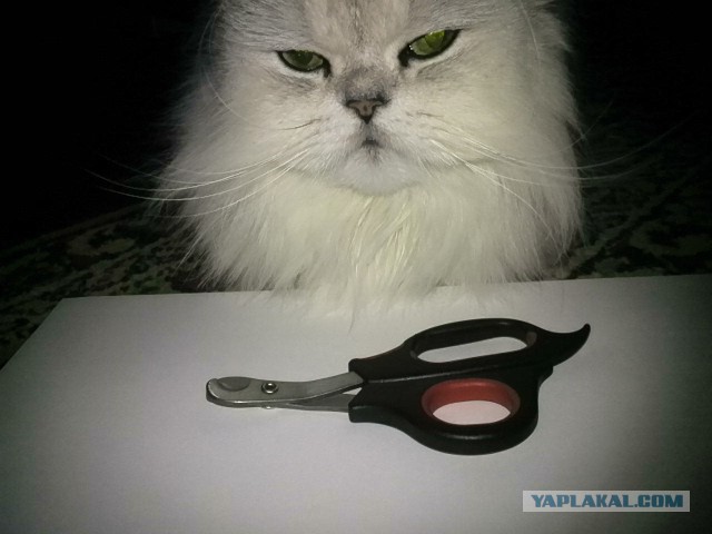 Продолжим кошачий ликбез. Антицарапки.