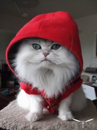 Дюжина кошаков
