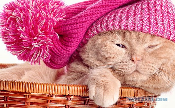Кото-вторник 24 Мая 2016го :)