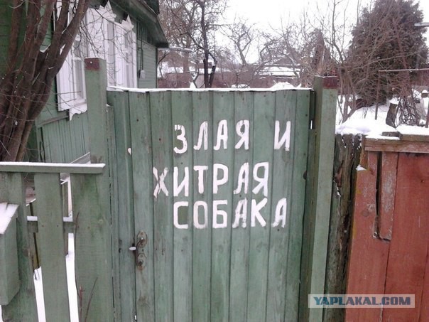 Cамый злой и опасный питбуль