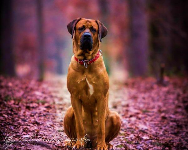 Самые смешные животные