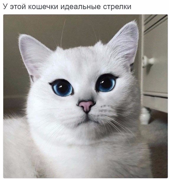 Коты и Кошки