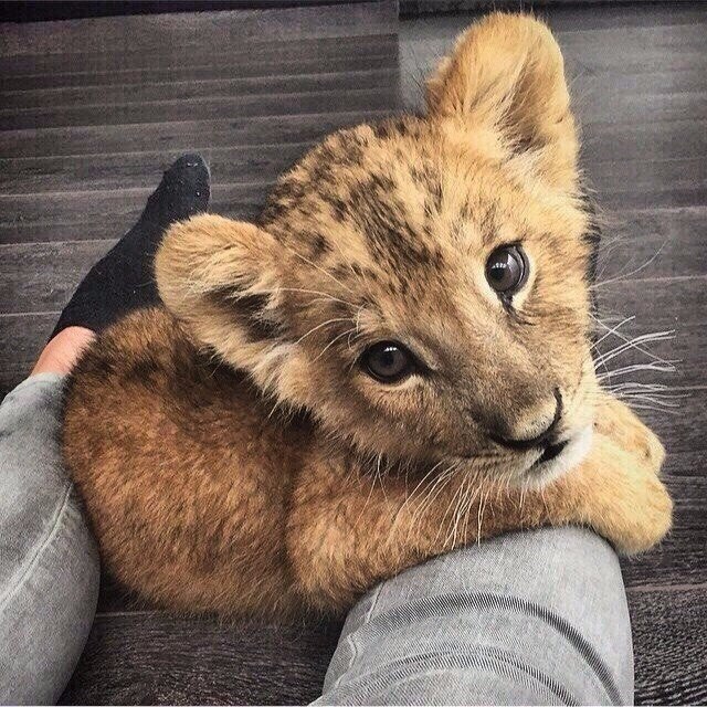 Самые смешные животные