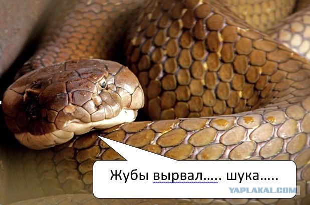 Заклинатель змей поймал две 4-метровые кобры и голыми руками удалил у них ядовитые зубы
