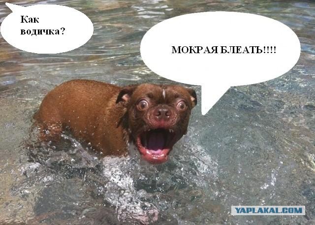 Жабельный собакен