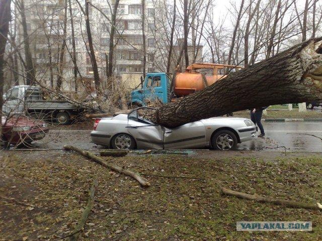 Хюндай Vs дерево