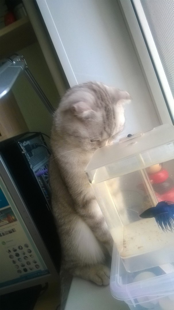 А не открыть бы нам котовторник 03.04.2018
