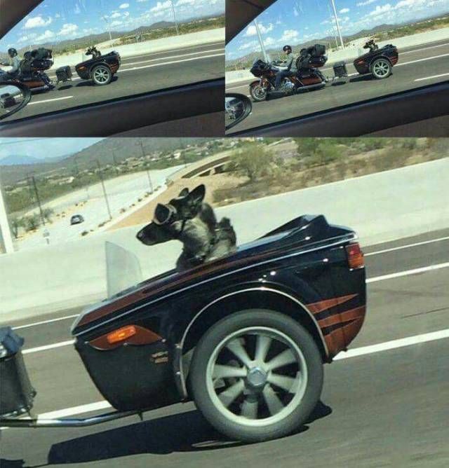 Живность из сети