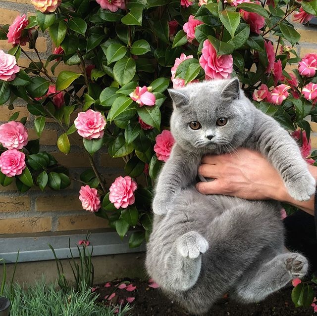 Прикольных котов пост
