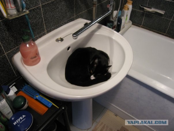 Котовторник