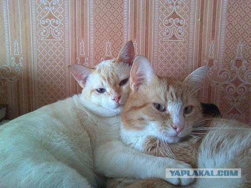 Кошкины истории со счастливым концом