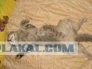 Десантный котовторник