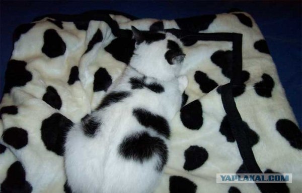 Котовторник 06.09.11