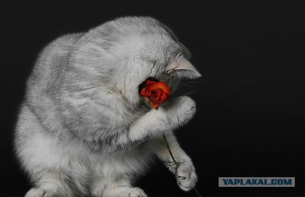 Профессиональный котовторник
