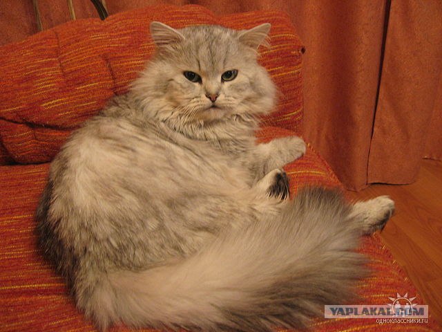 Котовторник! 13.03.2012